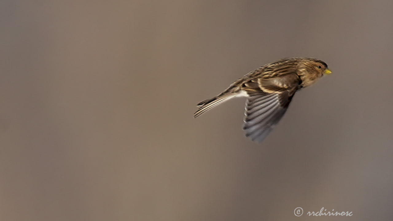 Twite