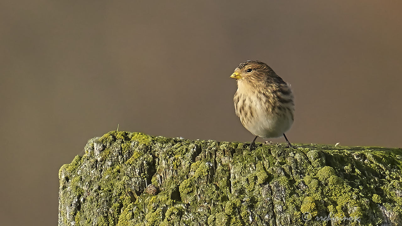 Twite