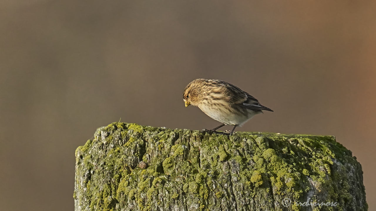 Twite