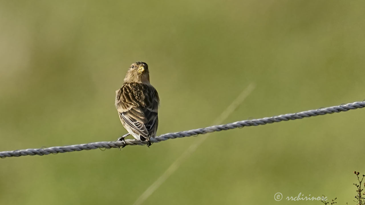 Twite