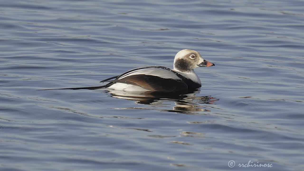 Long-tailed duck