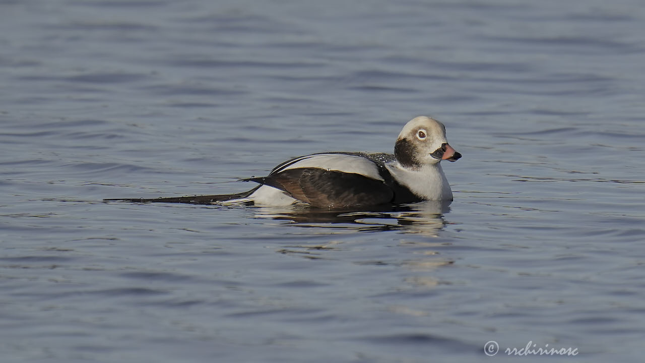 Long-tailed duck
