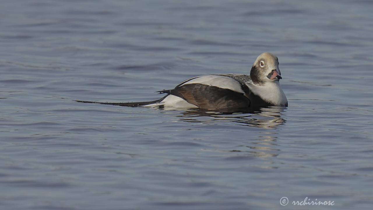 Long-tailed duck