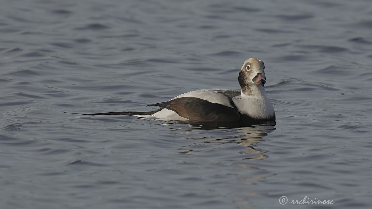Long-tailed duck