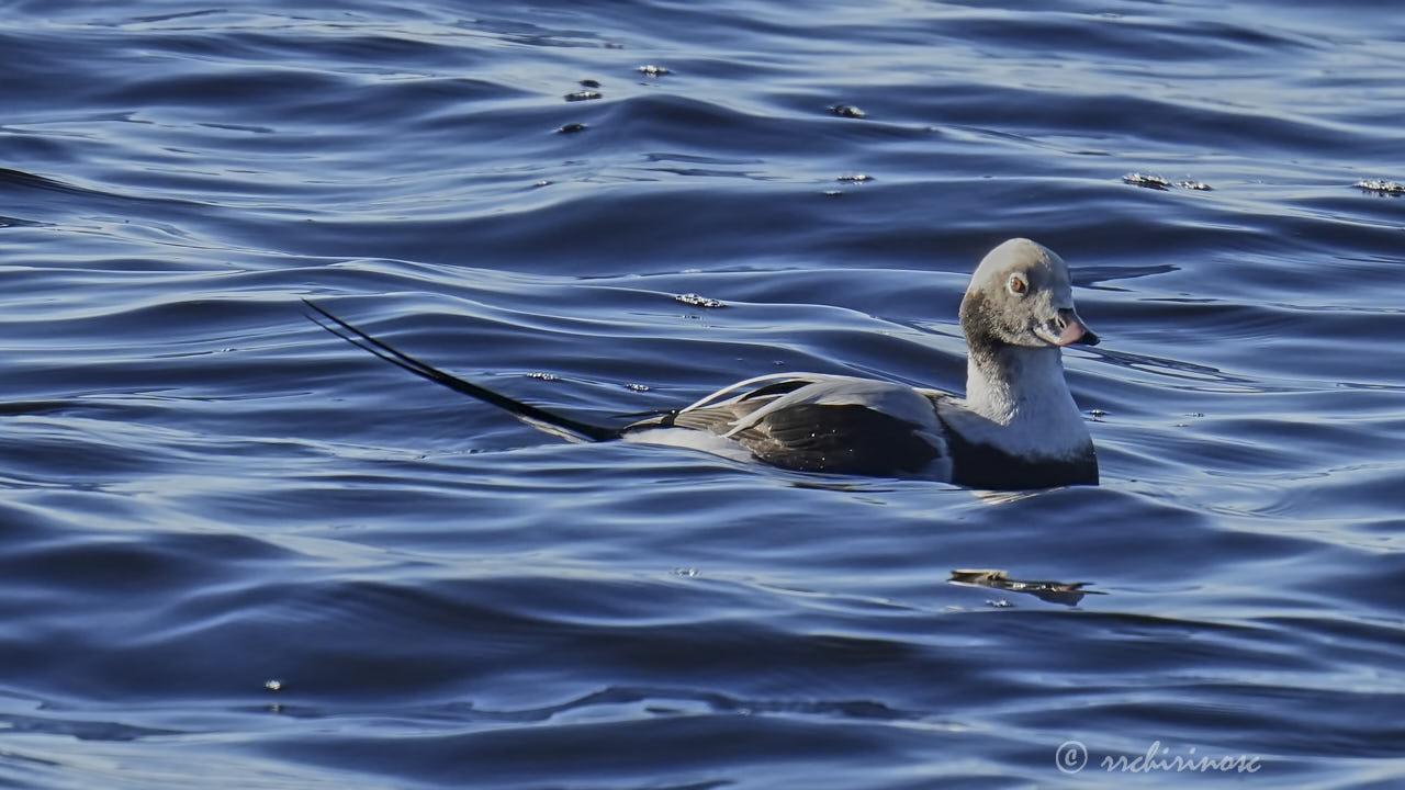 Long-tailed duck