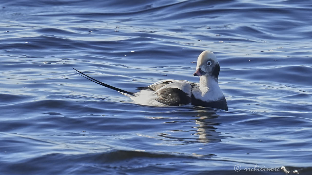 Long-tailed duck