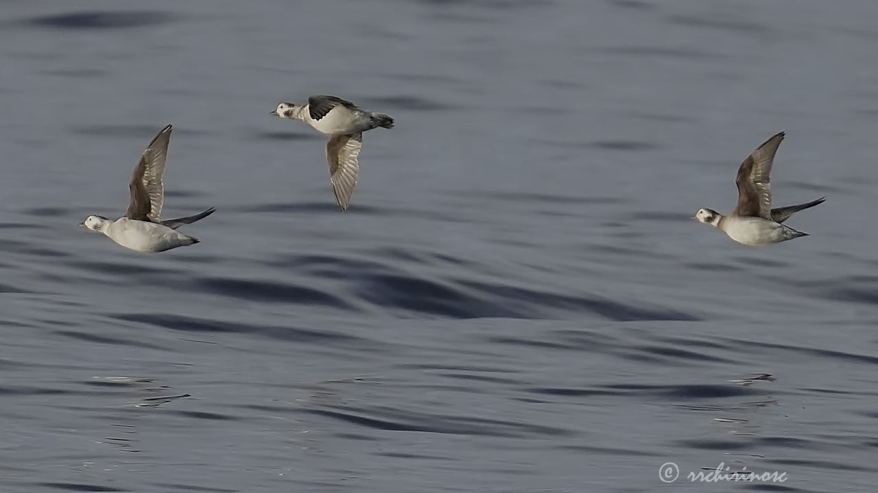 Long-tailed duck