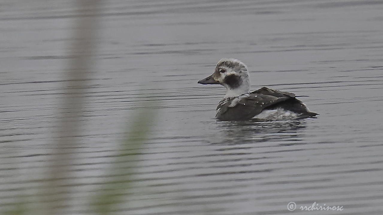 Long-tailed duck