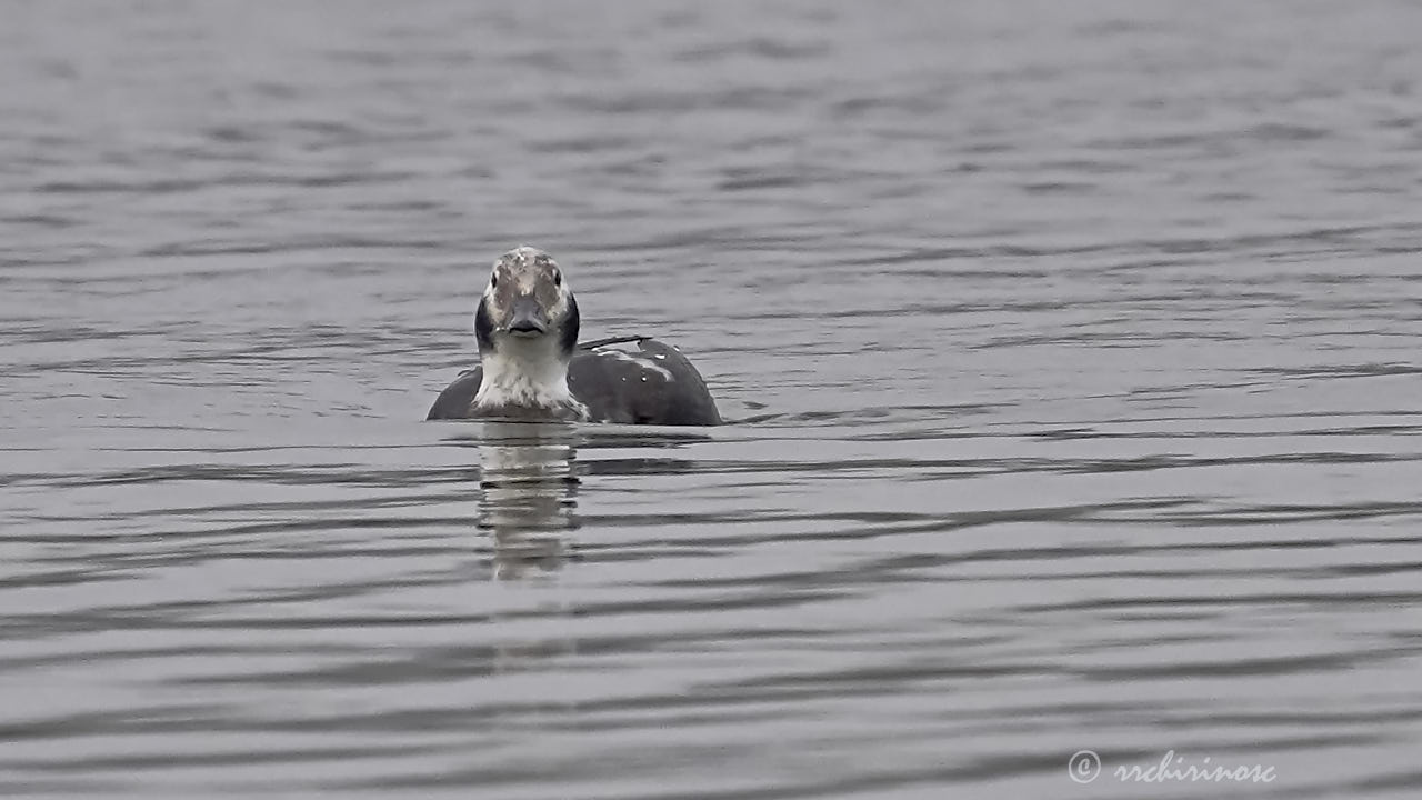 Long-tailed duck