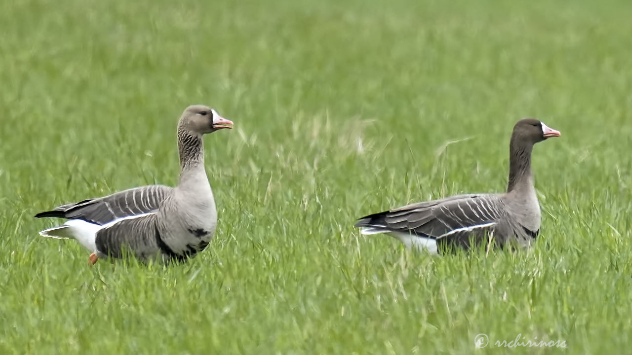 Lesser white-fronted goose