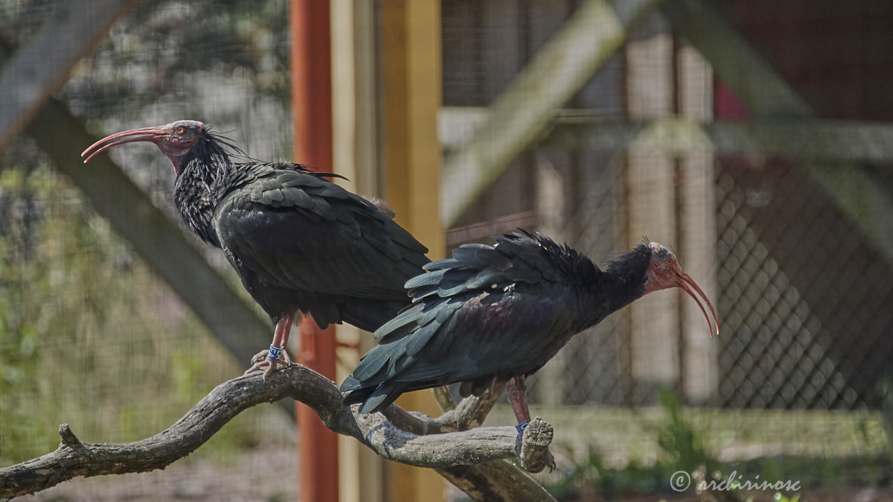Northern bald ibis