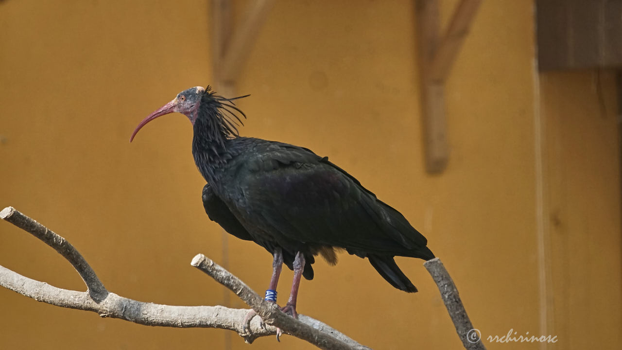Northern bald ibis
