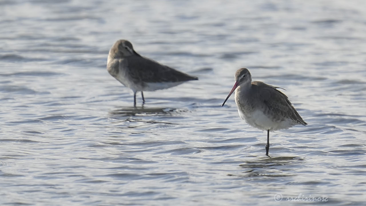 Black-tailed godwit
