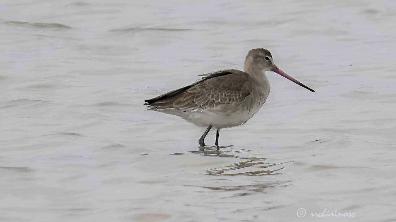 Black-tailed godwit