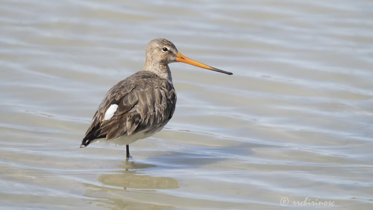 Black-tailed godwit
