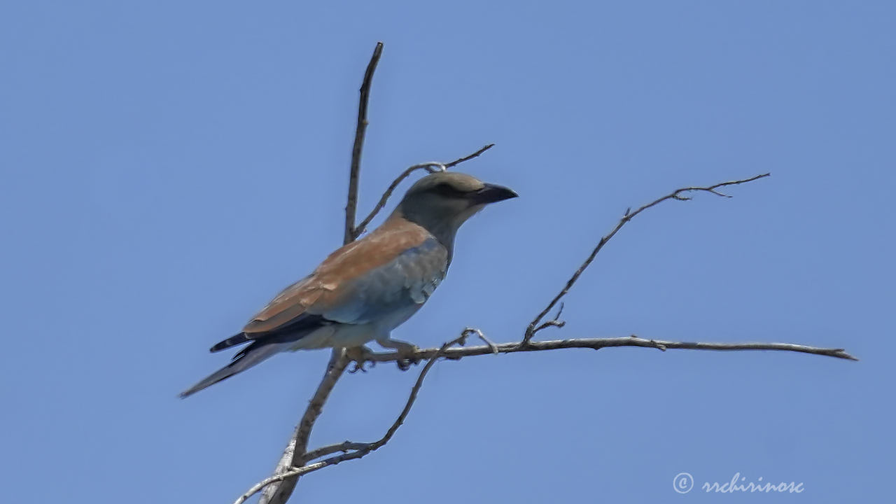 European roller