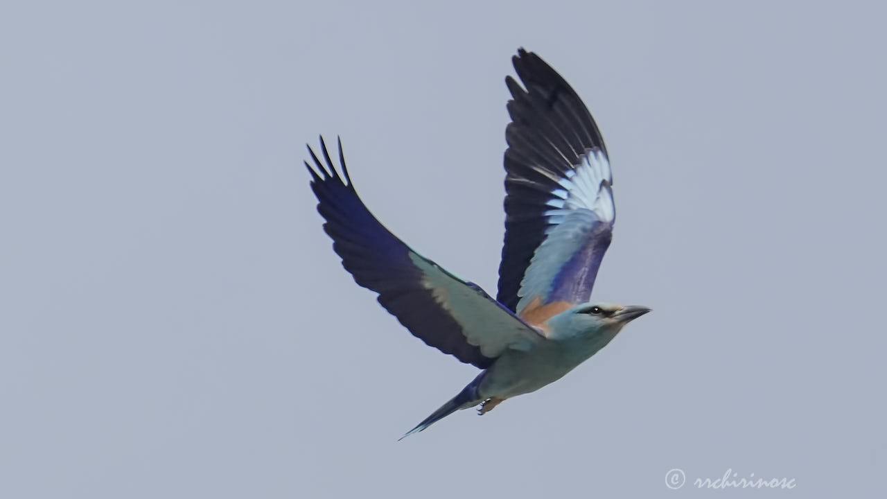 European roller