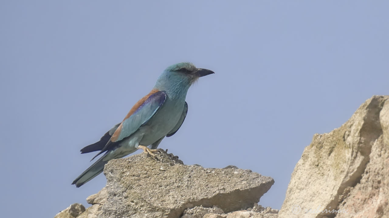 European roller