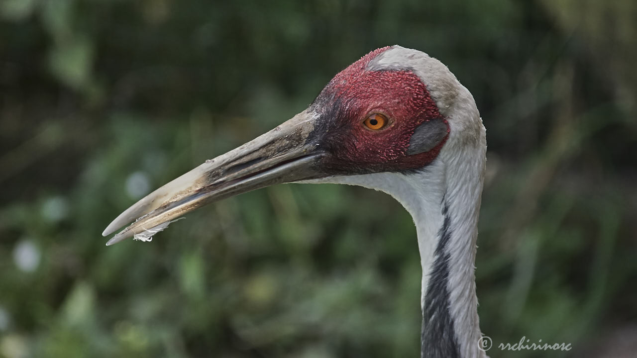 White-naped crane