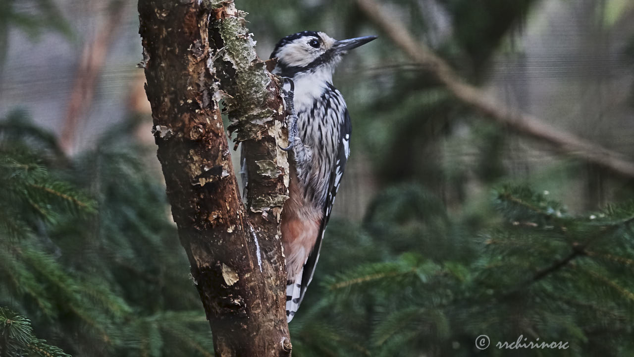 White-backed woodpecker