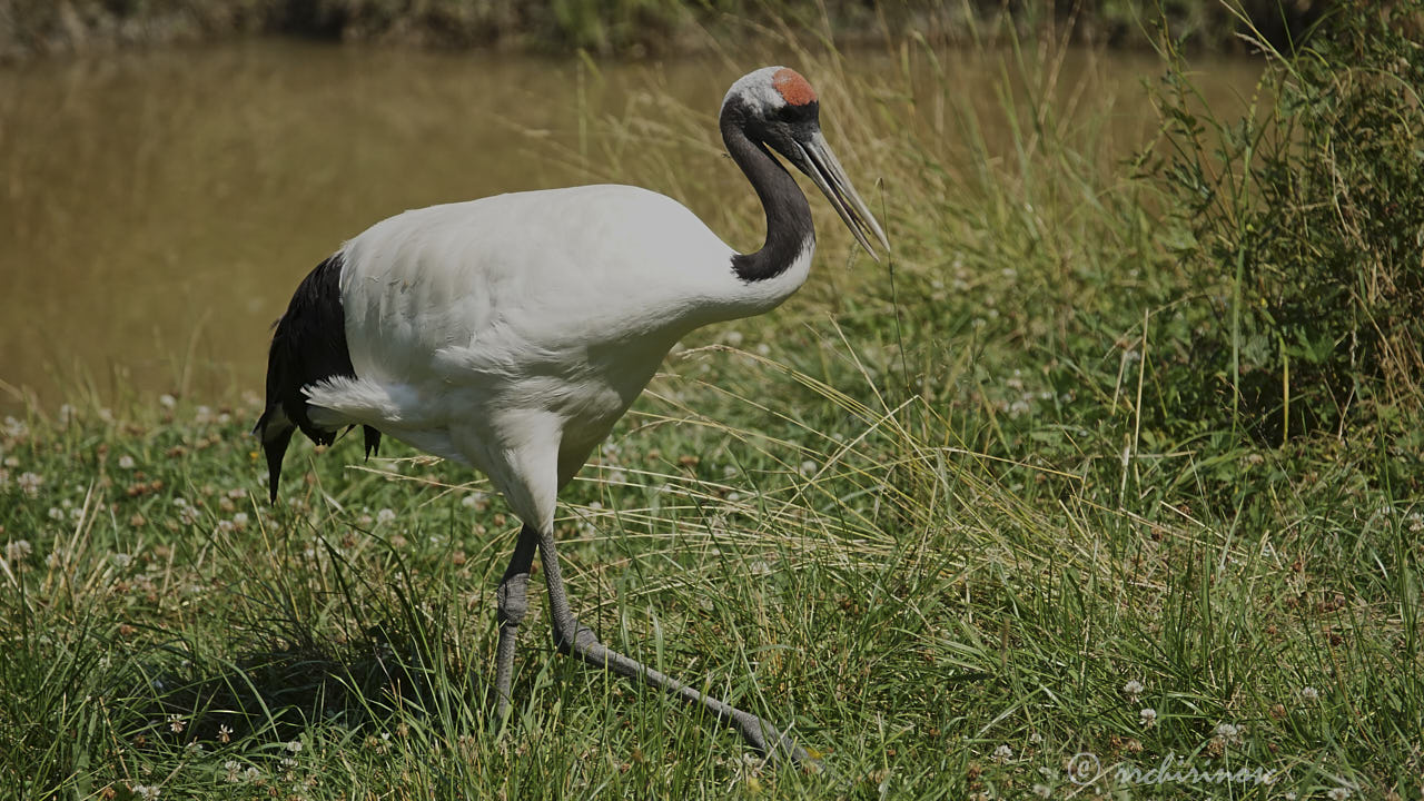 Red-crowned crane