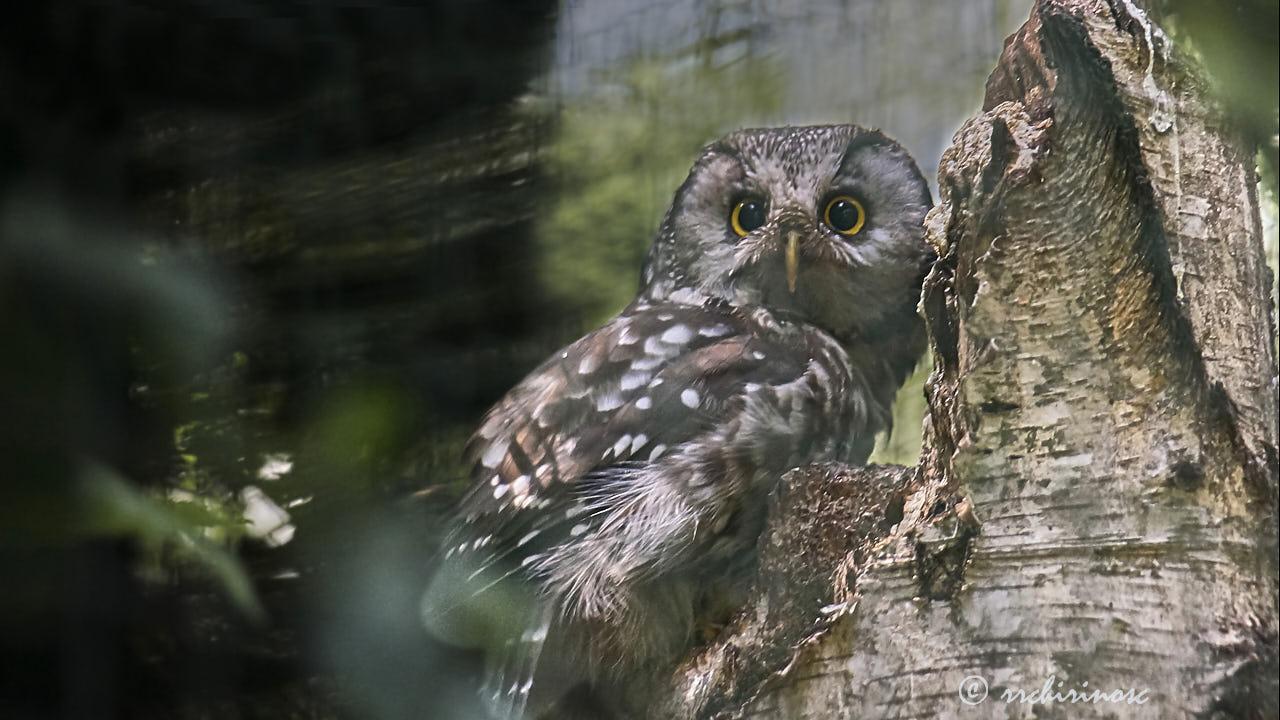 Boreal owl
