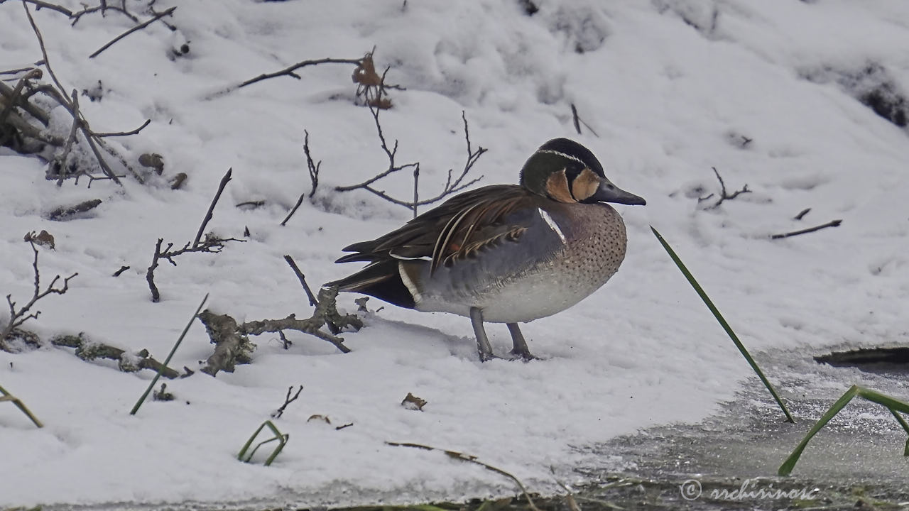 Baikal teal