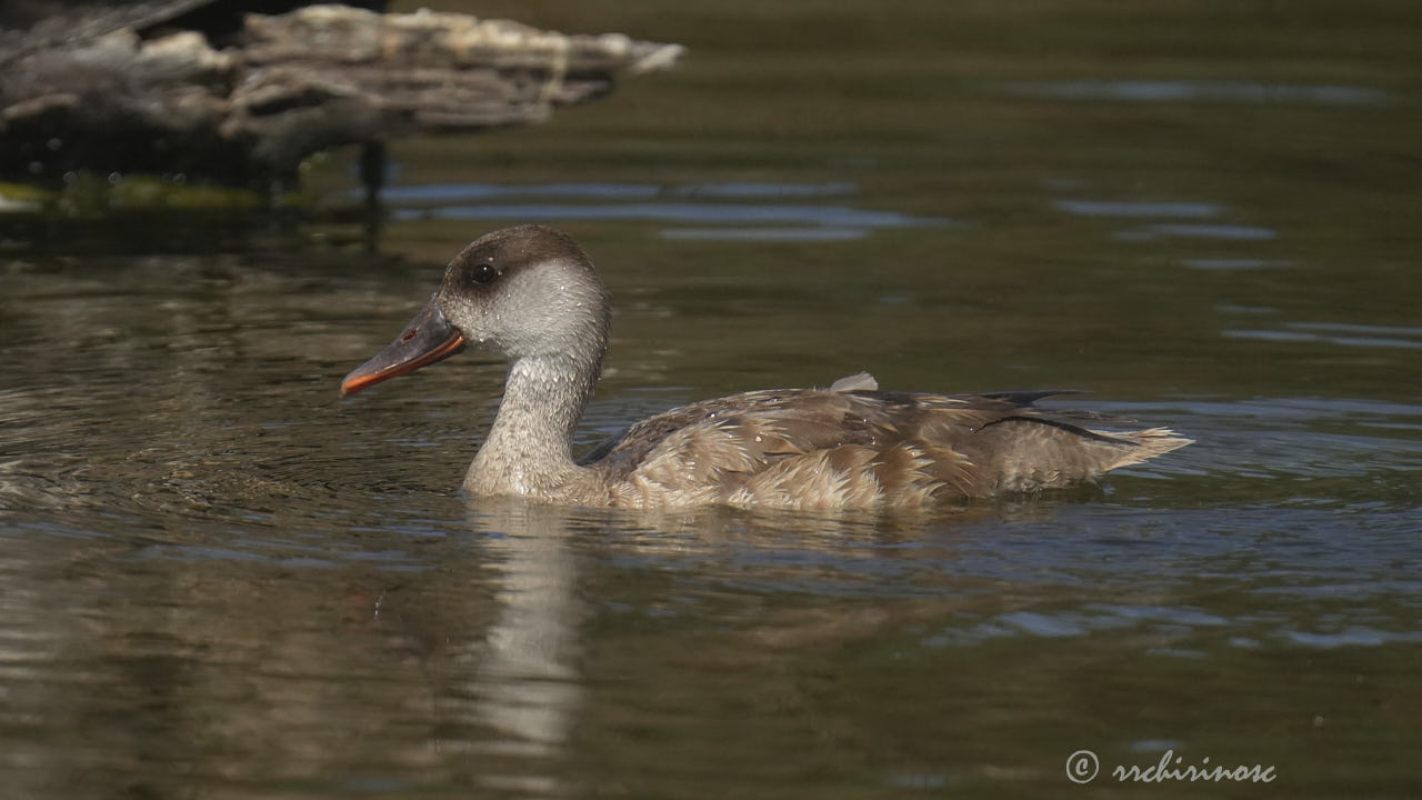 Red-crested pochard