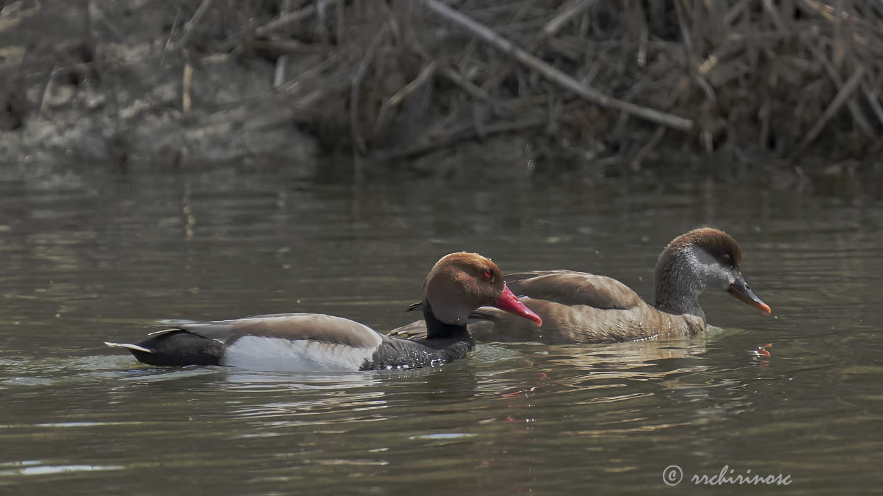 Red-crested pochard