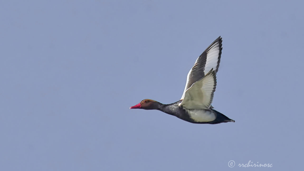 Red-crested pochard
