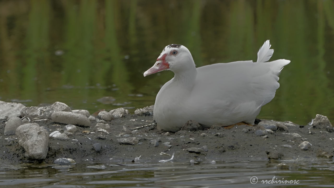 Muscovy duck