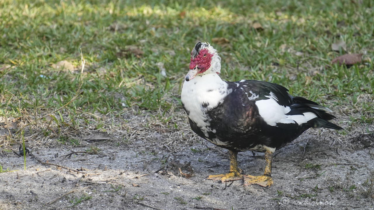 Muscovy duck