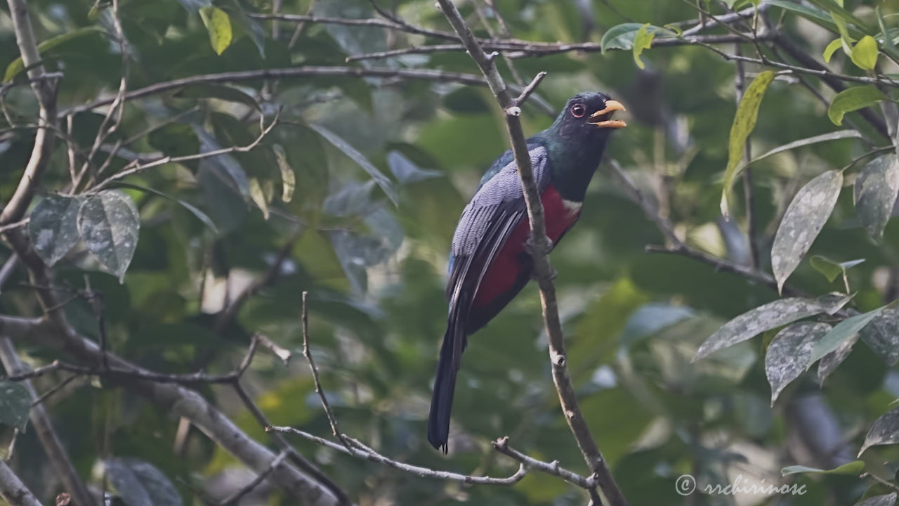 Black-tailed trogon