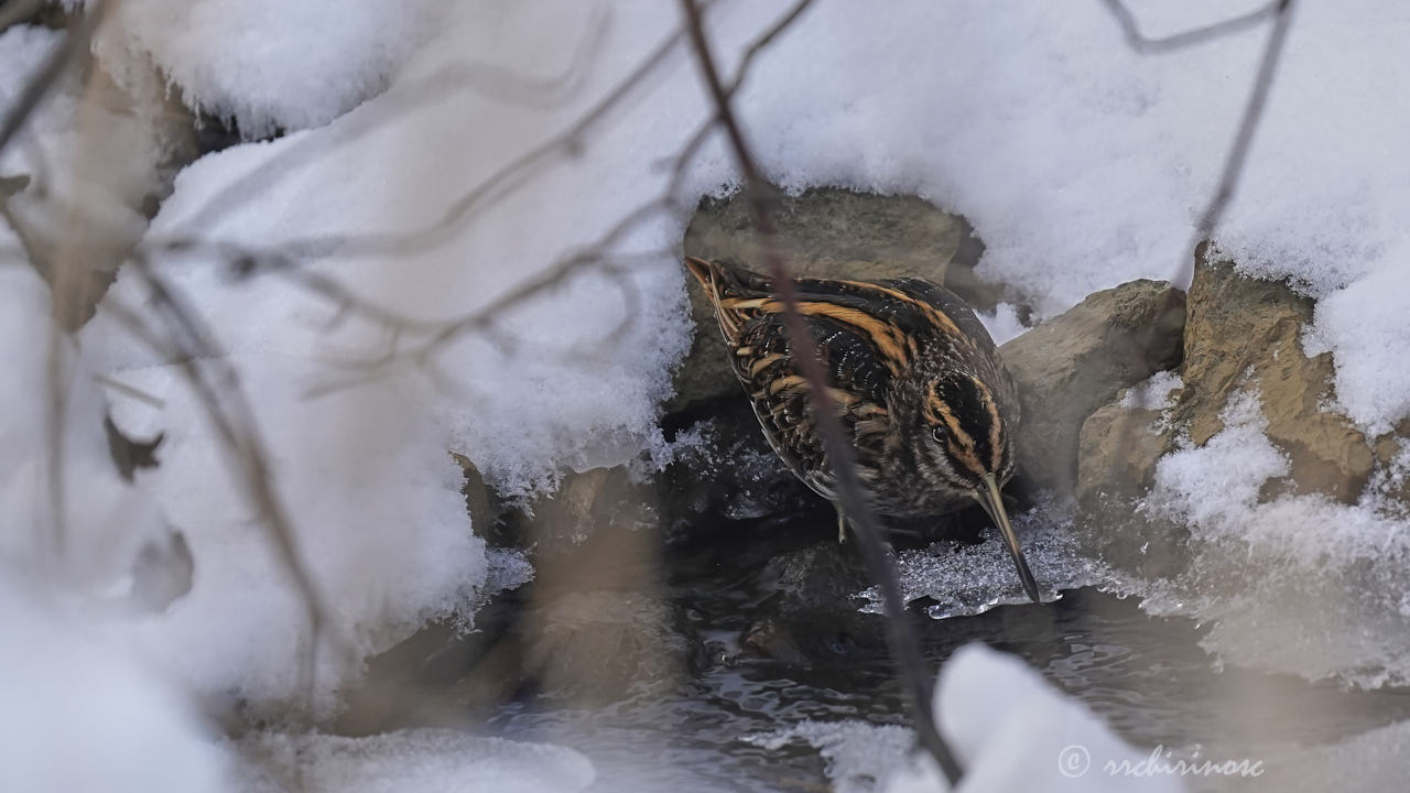 Jack snipe
