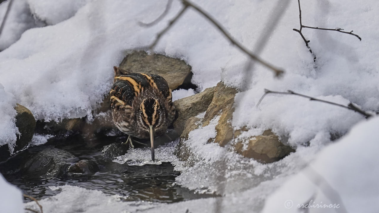 Jack snipe