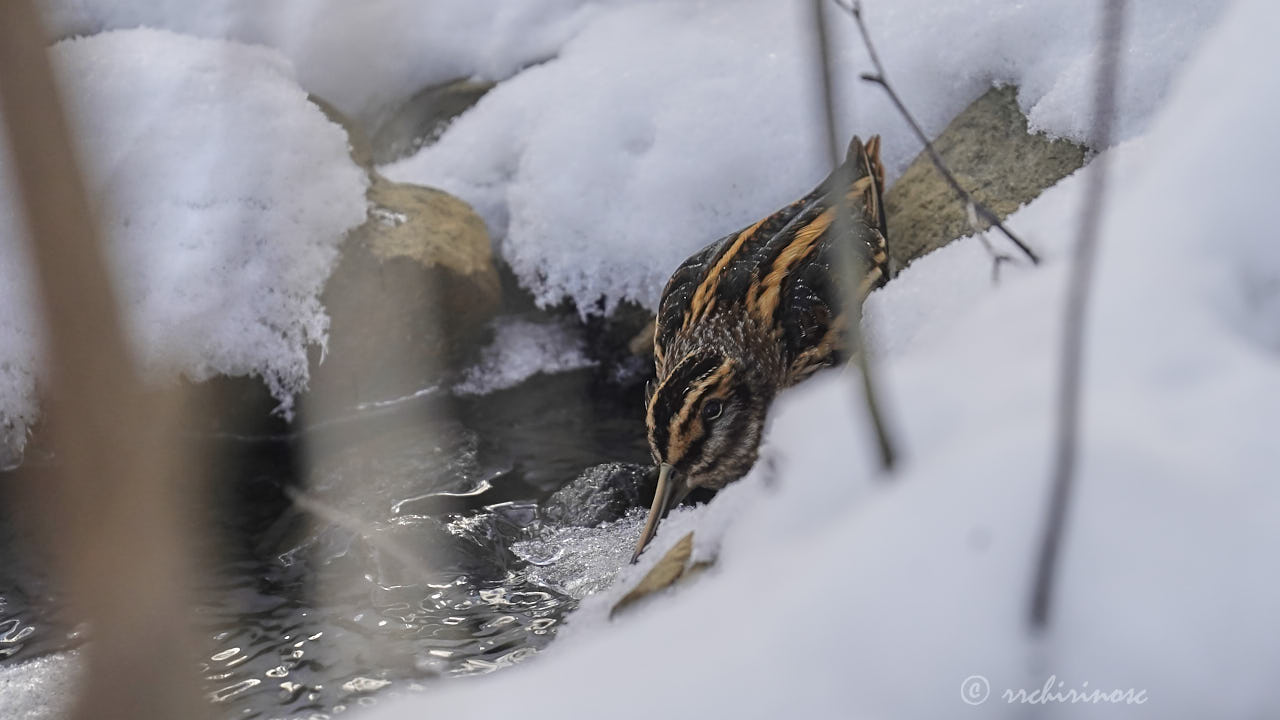 Jack snipe