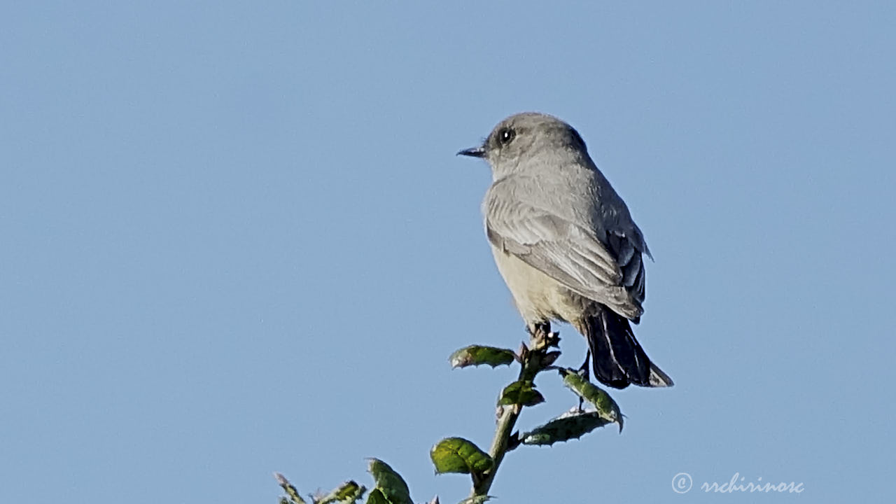Say's phoebe