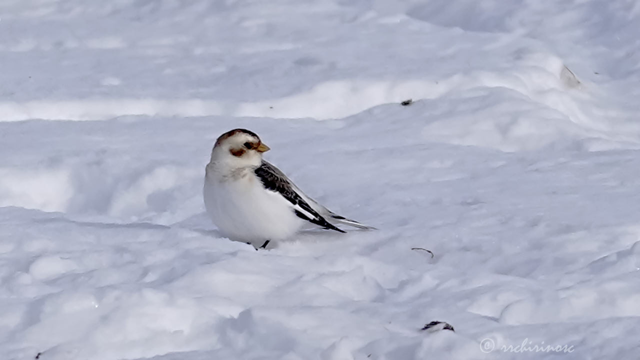 Snow bunting