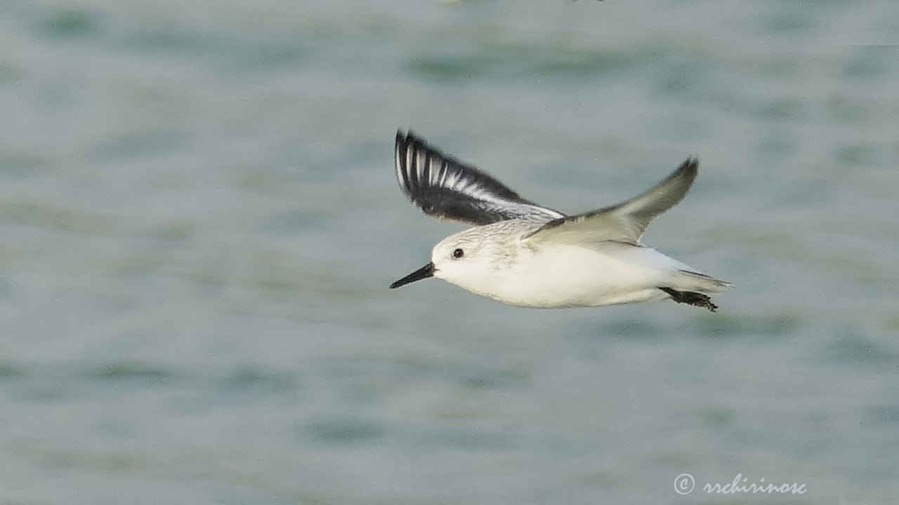 Sanderling