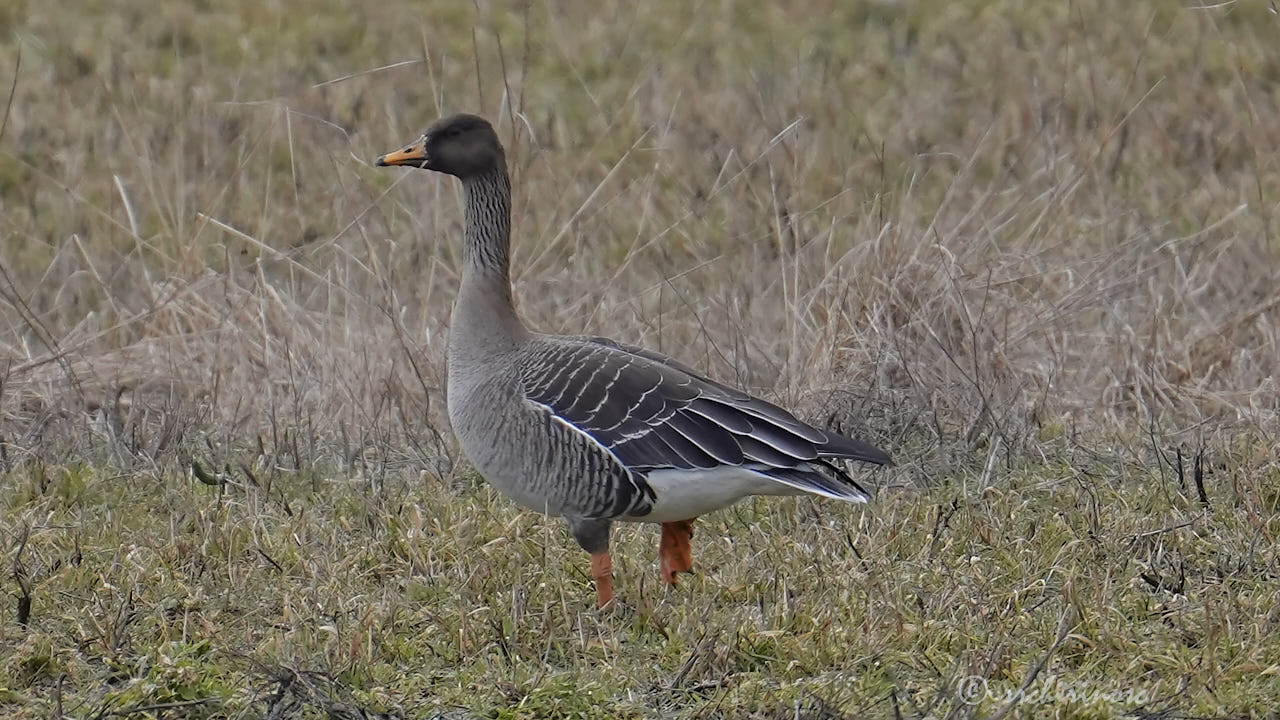Taiga bean goose