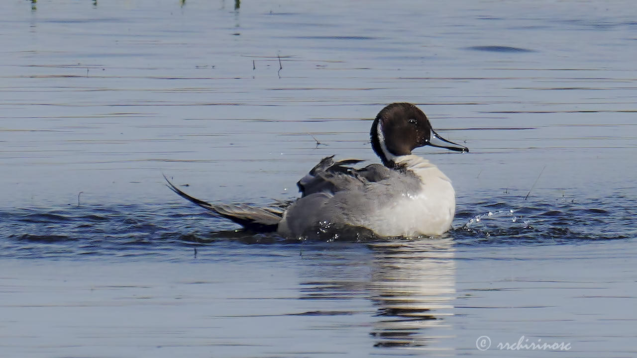 Northern pintail