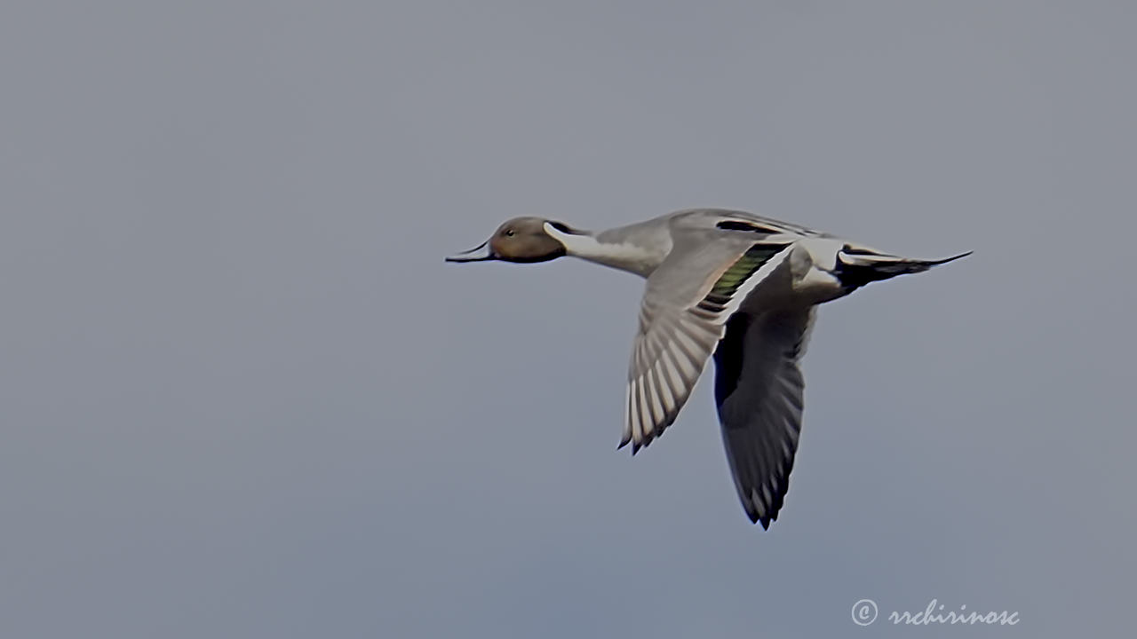 Northern pintail