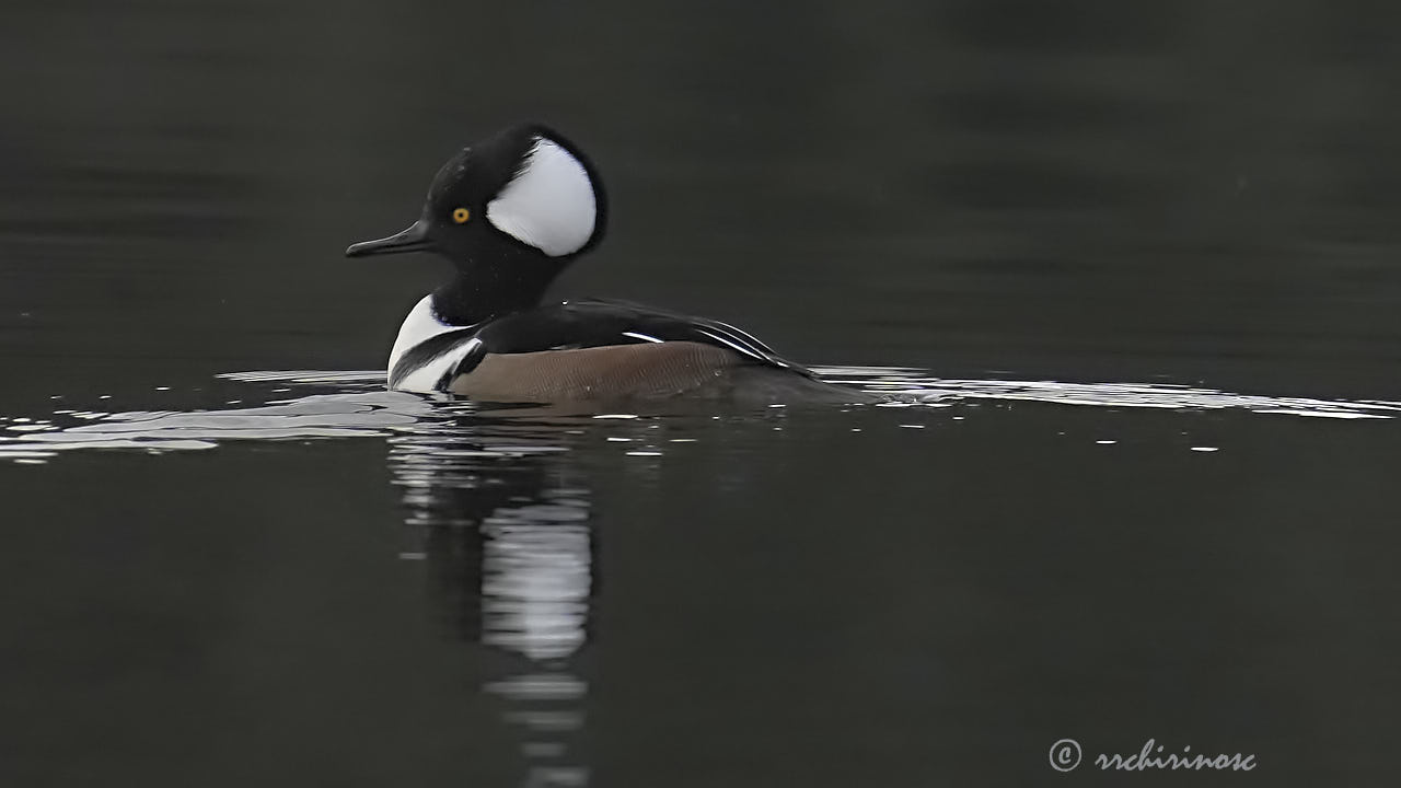 Hooded merganser