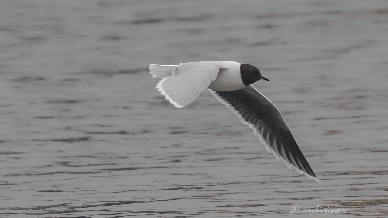 Little gull