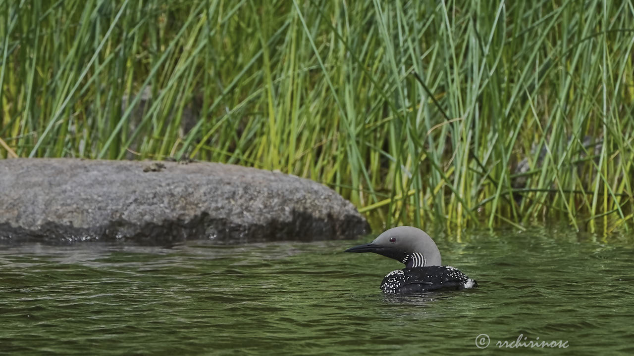 Arctic loon
