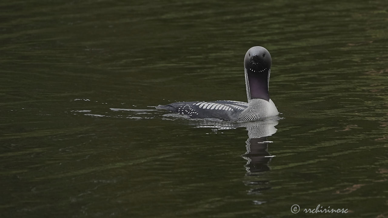 Arctic loon