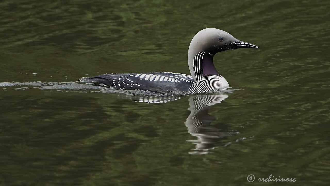 Arctic loon
