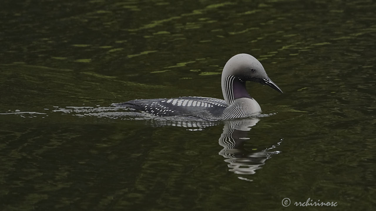 Arctic loon