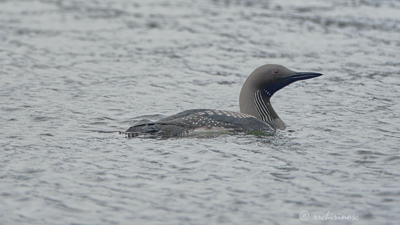 Arctic loon