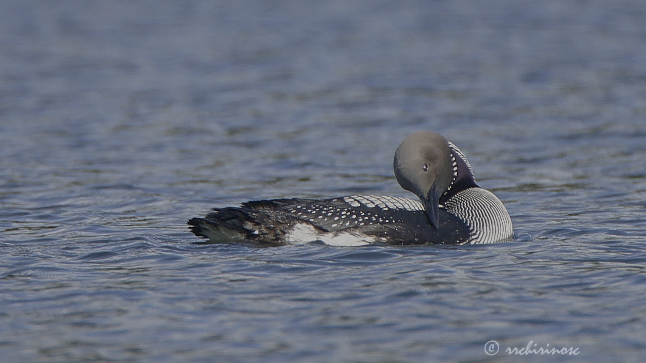 Arctic loon